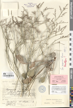 LE 01047533