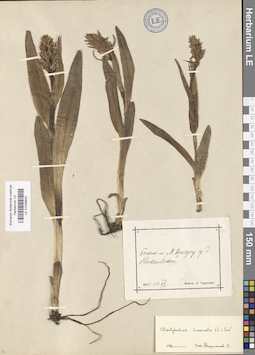 LE 01028543
