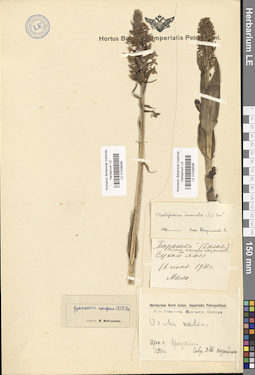 LE 01028599