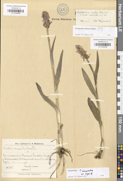 LE 01028795