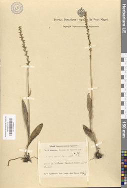 LE 01028946