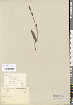 LE 01028968
