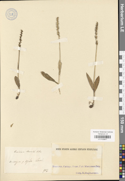 LE 01028971