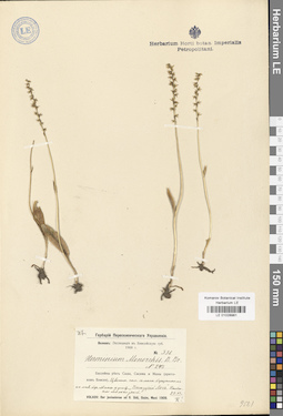 LE 01028981