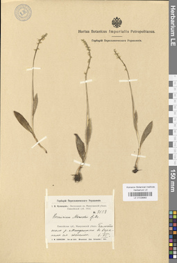LE 01028982