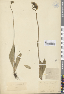 LE 01063802