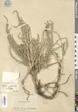 LE 01024707