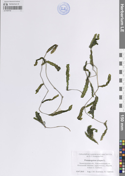 LE 01207152