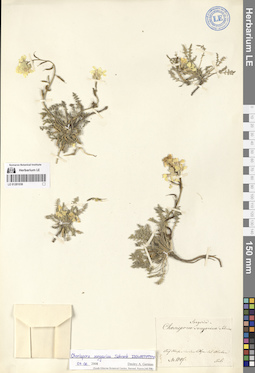LE 01281036