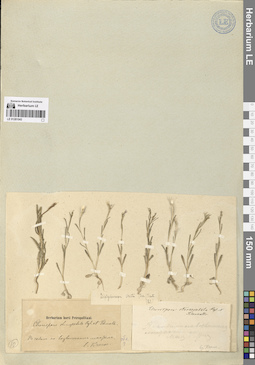 LE 01281043