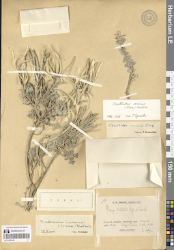 LE 01281045