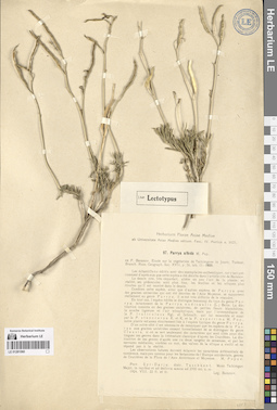 LE 01281060