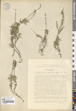 LE 01281061