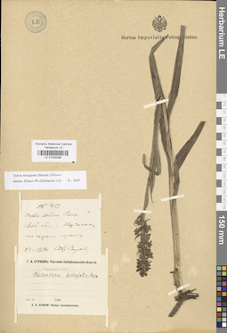 LE 01030298