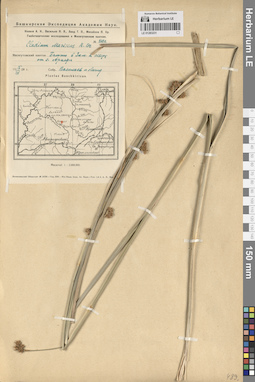 LE 01283231