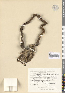 LE 01281751
