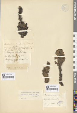 LE 01281837