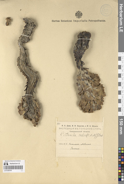 LE 01281916