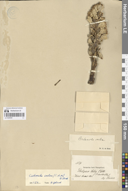 LE 01281951
