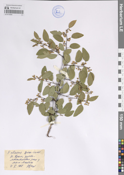 LE 01119334