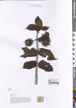 LE 01067043