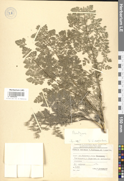 LE 00050259