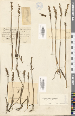 LE 01030597