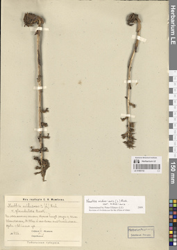 LE 01083152