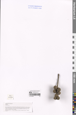 LE 01276201