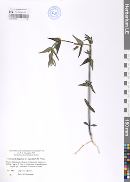 LE 01107552