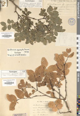 LE 01025835