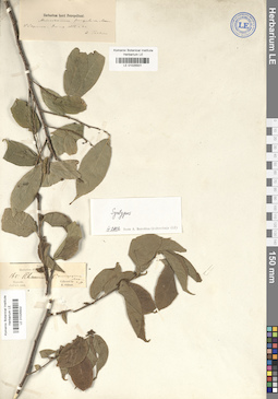 LE 01025501