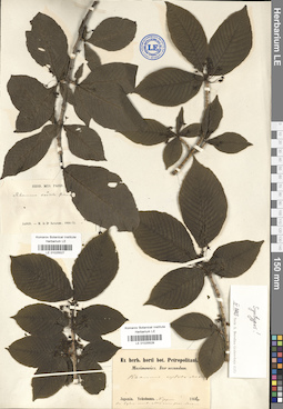 LE 01025527