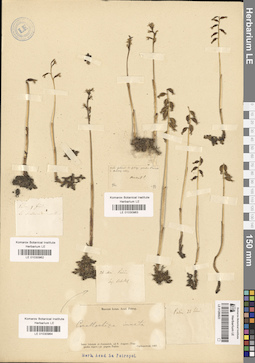 LE 01030964