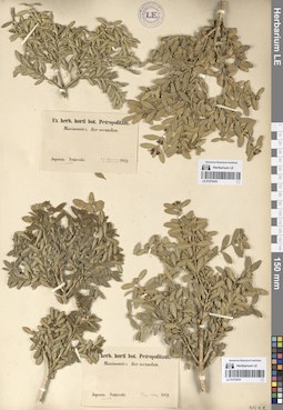 LE 01070431