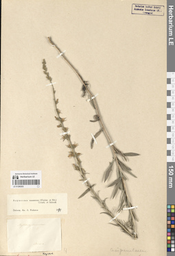 LE 01290203