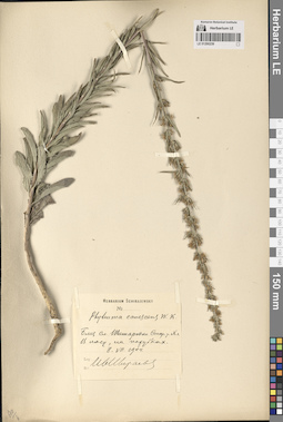 LE 01290239