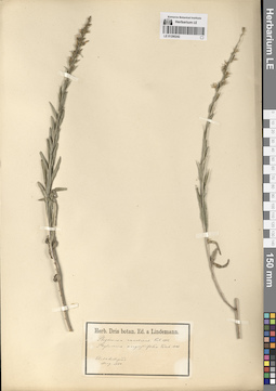 LE 01290242