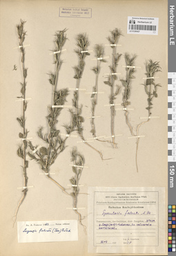 LE 01290427