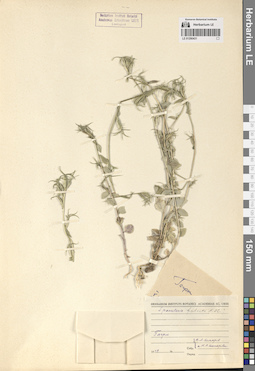 LE 01290431