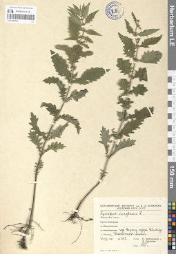 LE 01099743