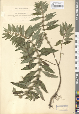 LE 01099745