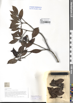 LE 01077715