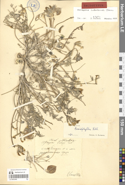 LE 00052466