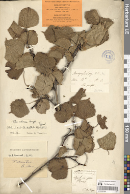 LE 01057428