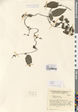 LE 01277033