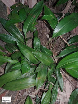 LE 01360366