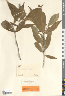 LE 01193762