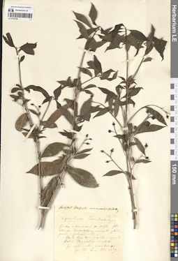 LE 01193769