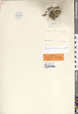 LE 01284197